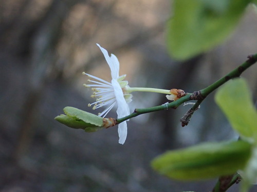 Prunus cerasifera iNat (3)