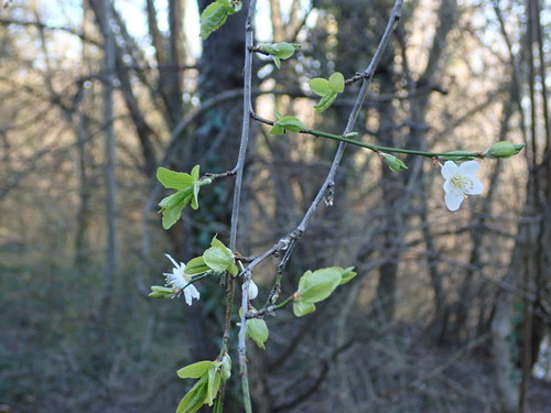 Prunus cerasifera