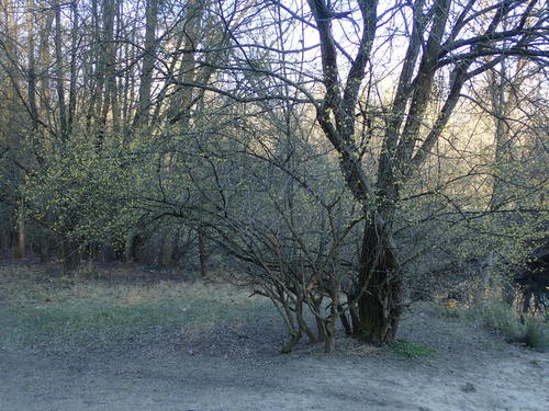 Cornus mas
