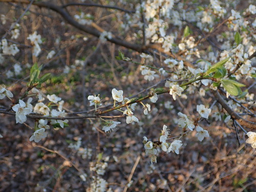 Prunus cerasifera