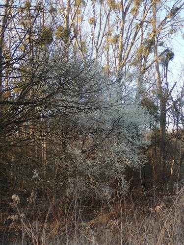 Prunus cerasifera