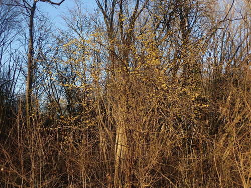 Cornus mas