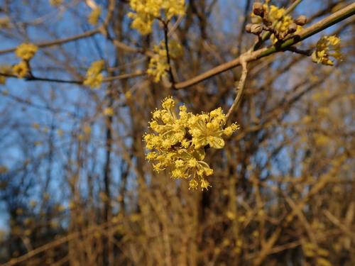 Cornus mas