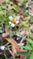 Tridax procumbens image