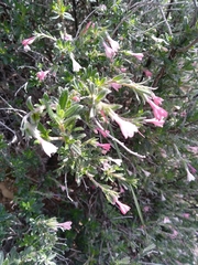 Lithodora hispidula versicolor