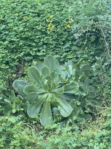 Aeonium cuneatum image