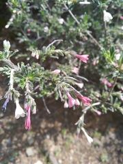Lithodora hispidula versicolor