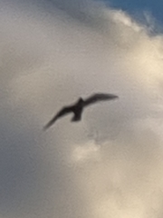 Chroicocephalus ridibundus