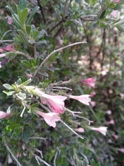 Lithodora hispidula versicolor