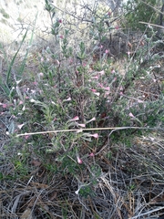 Lithodora hispidula versicolor