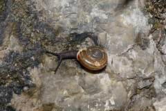 Campylaea illyrica