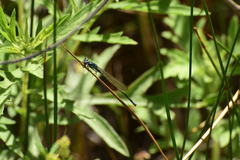 Ischnura cervula