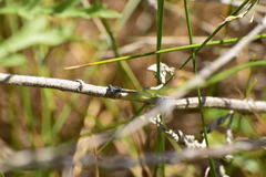 Ischnura cervula