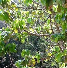 Prunus ilicifolia lyonii