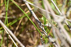 Ischnura cervula