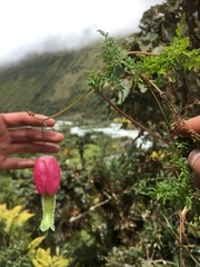 Eccremocarpus viridis