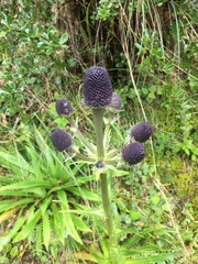 Eryngium weberbaueri