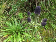 Eryngium weberbaueri