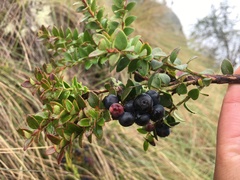 Vaccinium floribundum