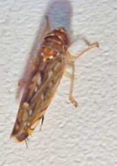 Scaphoideus