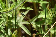 Ischnura cervula