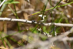 Ischnura cervula