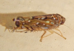 Scaphoideus