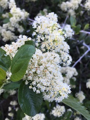 Ceanothus incanus