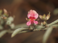 Indigofera linifolia