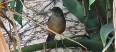 Turdus rufiventris