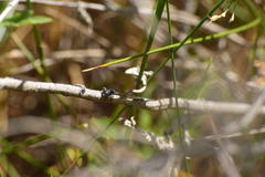 Ischnura cervula