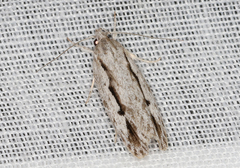 Eulechria xeropterella