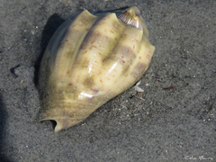 Voluta ebraea