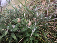 Diplostephium goodspeedii