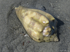 Voluta ebraea