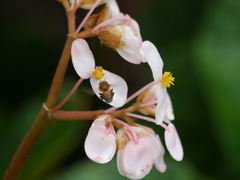 Melipona belizeae