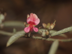 Indigofera linifolia