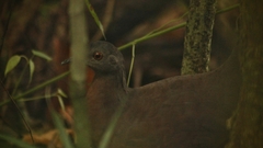 Crypturellus obsoletus