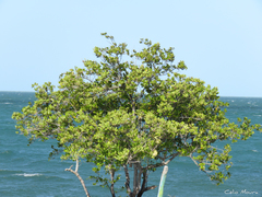 Avicennia schaueriana