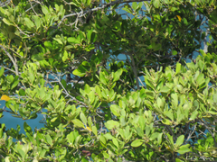 Avicennia schaueriana