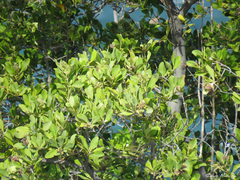Avicennia schaueriana