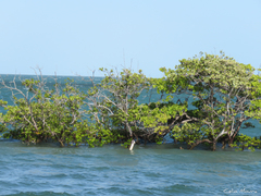 Avicennia schaueriana