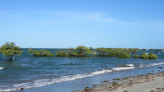 Avicennia schaueriana