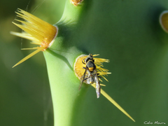 Polybia ruficeps xanthops