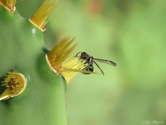 Polybia ruficeps xanthops