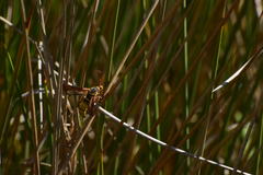 Paranthrene robiniae