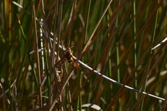 Paranthrene robiniae