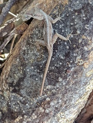 Anolis cooki