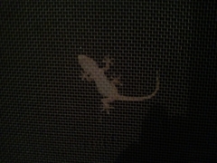 Tarentola mauritanica