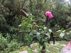 Barnadesia polyacantha